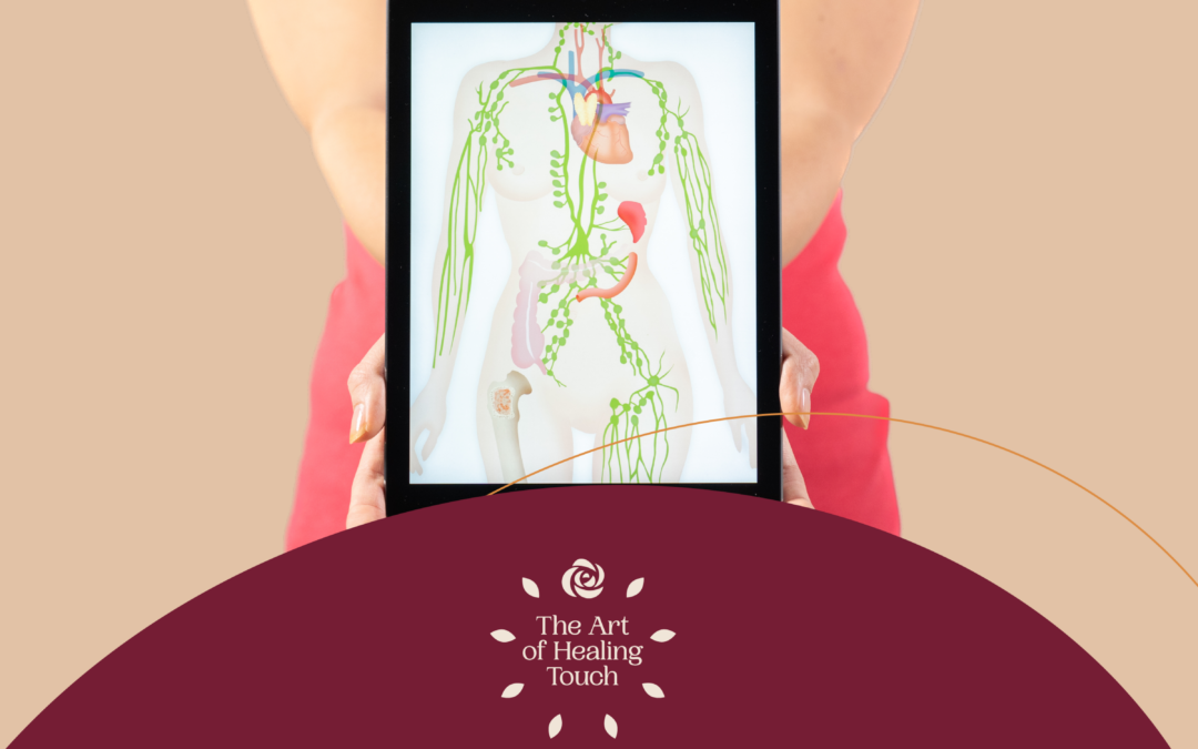 Let’s Label The Lymphatic System – What Does it Do?
